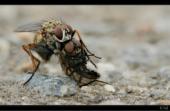Fliege