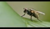 Fliege