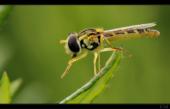 Fliege