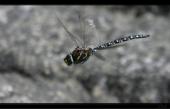 Libelle