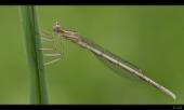 Libelle