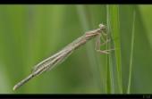 Libelle