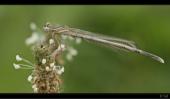 Libelle