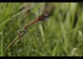 Libelle