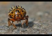Kartoffelk�fer