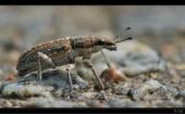 K�fer