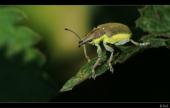 K�fer