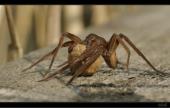 Spinne