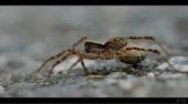 Spinne