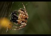 Spinne