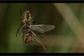 Spinne
