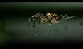Spinne