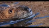 Nutria / Biberratte