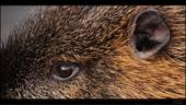 Nutria / Biberratte