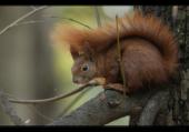 Eichh�rnchen