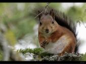 Eichh�rnchen