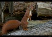 Eichh�rnchen