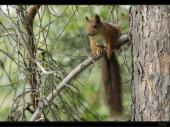 Eichh�rnchen