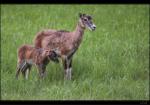 Muffelschaf mit Lamm