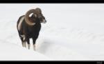 Muffelwidder