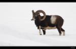 Muffelwidder