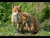 junge Rotf�chse