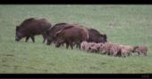 Rotte mit Frischlingen