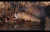 Nutria / Biberratte