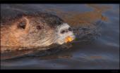Nutria / Biberratte