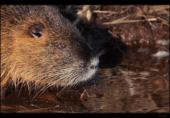 Nutria / Biberratte