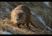 Nutria / Biberratte