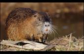 Nutria / Biberratte