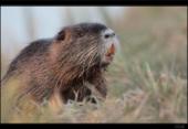 Nutria