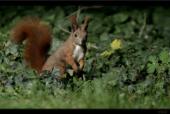 Eichh�rnchen