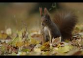 Eichh�rnchen