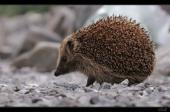 Igel