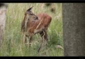 Rotwild / Kalb