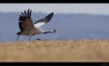 Kranich