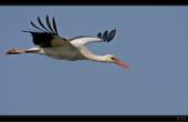 Wei�storch