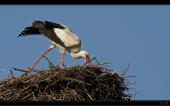 Wei�storch