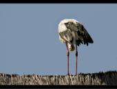 Wei�storch