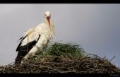 Wei�storch