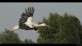 Wei�storch