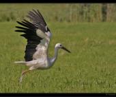 Wei�storch