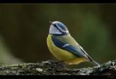Blaumeise
