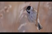 Rohrammer