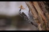 Bauml�ufer