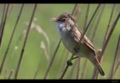 Schilfrohrs�nger