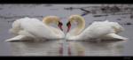 H�ckerschwan
