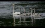 Singschwan